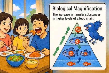 Biological Magnification Meaning