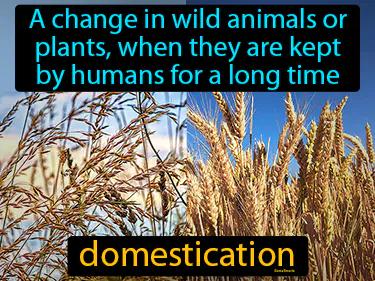 Domestication Meaning