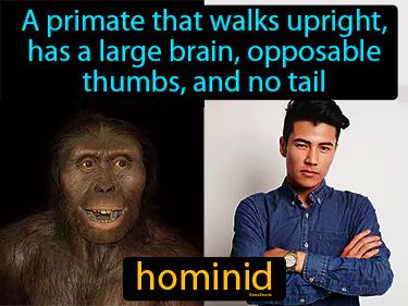 Hominid Meaning