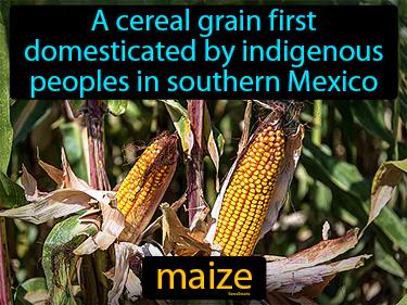 Maize Meaning
