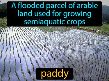 Paddy Meaning