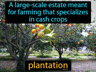 Plantation Meaning
