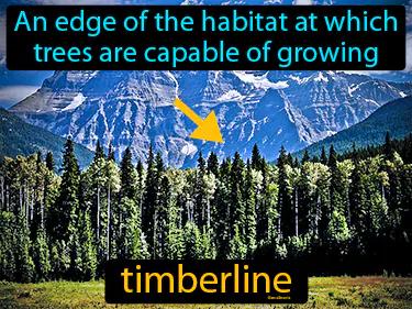 Timberline Meaning