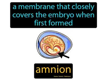 Amnion Meaning