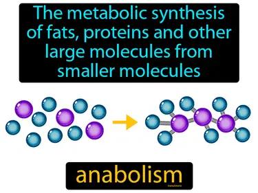 Anabolism Meaning