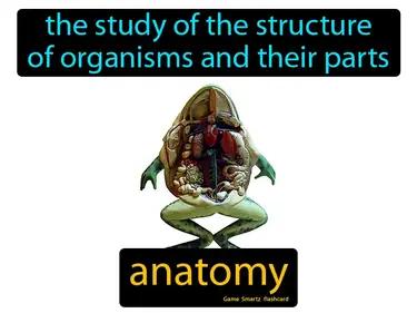 Anatomy Meaning