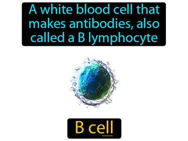 B Cell Meaning