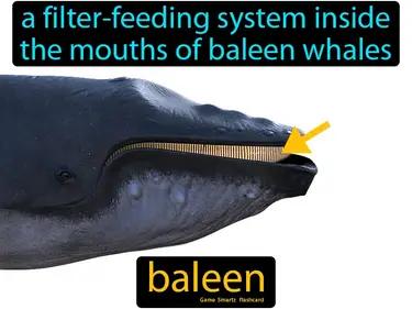 Baleen Meaning
