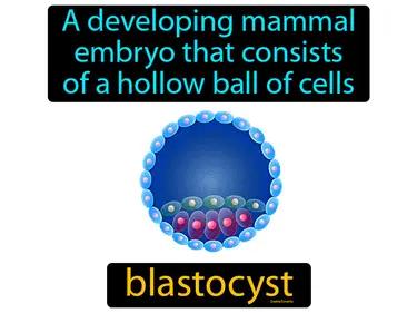 Blastocyst Meaning