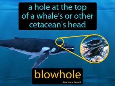 Blowhole Meaning