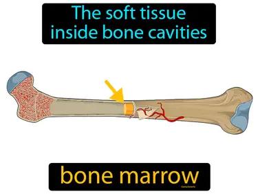Bone Marrow Meaning