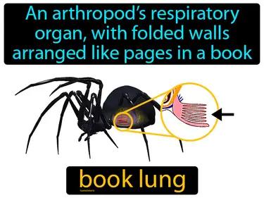 Book Lung Meaning