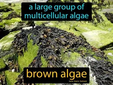 Brown Algae Meaning