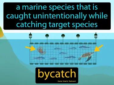 Bycatch Meaning