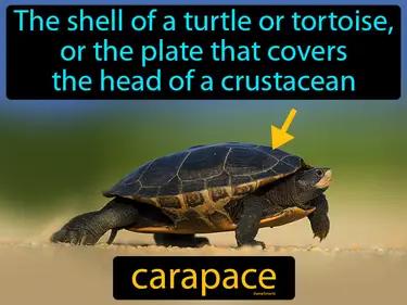Carapace Meaning