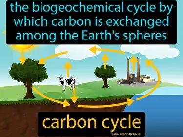Carbon Cycle Meaning