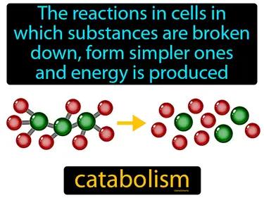 Catabolism Meaning