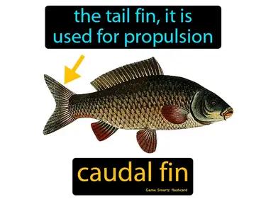 Caudal Fin Meaning