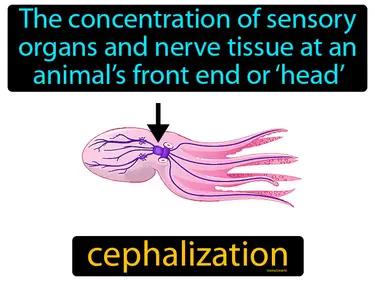 Cephalization Meaning