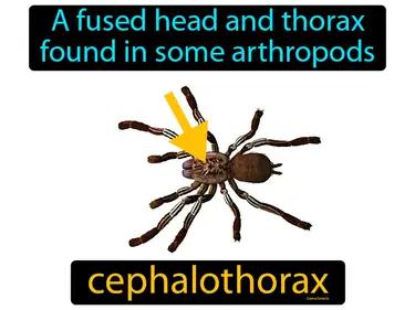 Cephalothorax Meaning