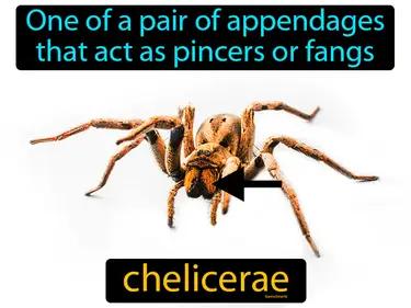 Chelicerae Meaning