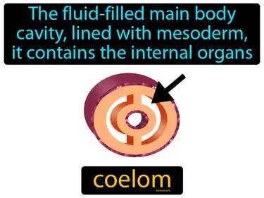 Coelom Meaning