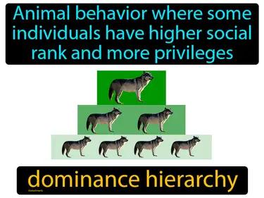 Dominance Hierarchy Meaning