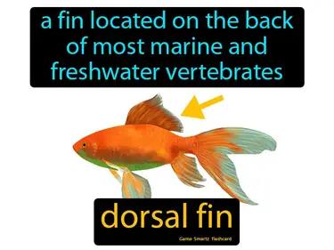Dorsal Fin Meaning
