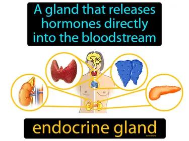 Endocrine Gland Meaning