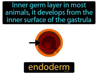 Endoderm Meaning
