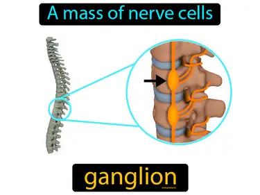 Ganglion Meaning