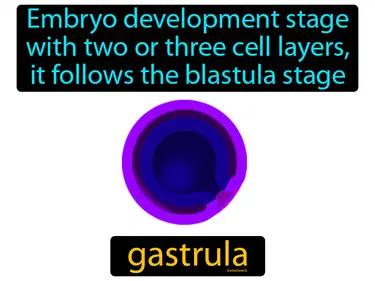 Gastrula Meaning