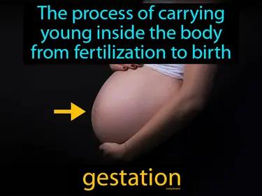 Gestation Meaning