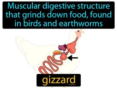 Gizzard Meaning