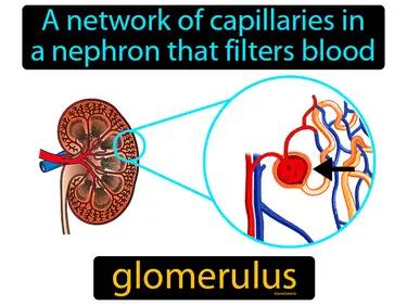 Glomerulus Meaning
