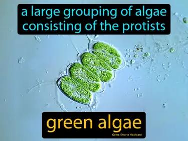 Green Algae Meaning