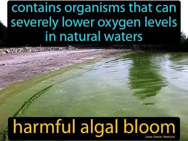 Harmful Algal Bloom Meaning