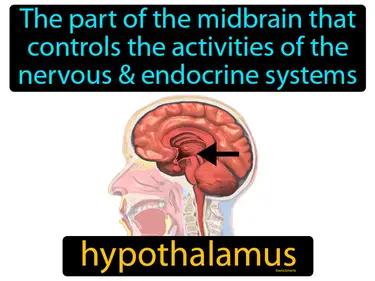 Hypothalamus Meaning