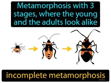 Incomplete Metamorphosis Meaning