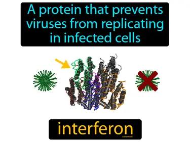 Interferon Meaning