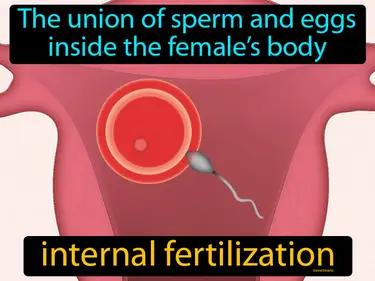 Internal Fertilization Meaning