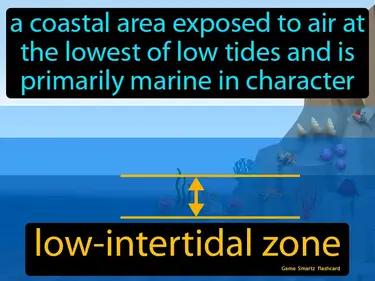 Low-intertidal Zone Meaning