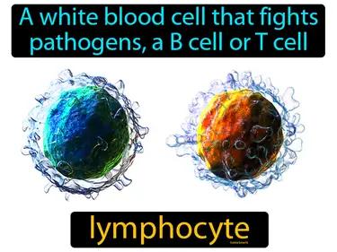 Lymphocyte Meaning