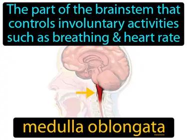 Medulla Oblongata Meaning