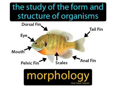 Morphology Meaning