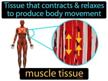 Muscle Tissue Meaning