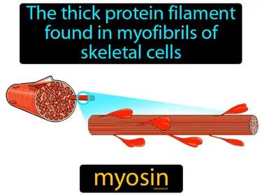Myosin Meaning