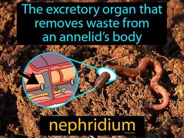 Nephridium Meaning