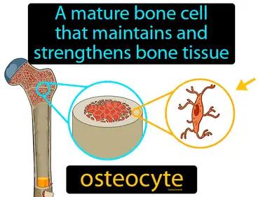 Osteocyte Meaning