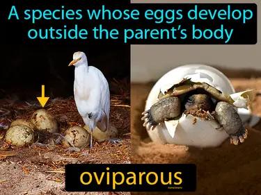Oviparous Meaning